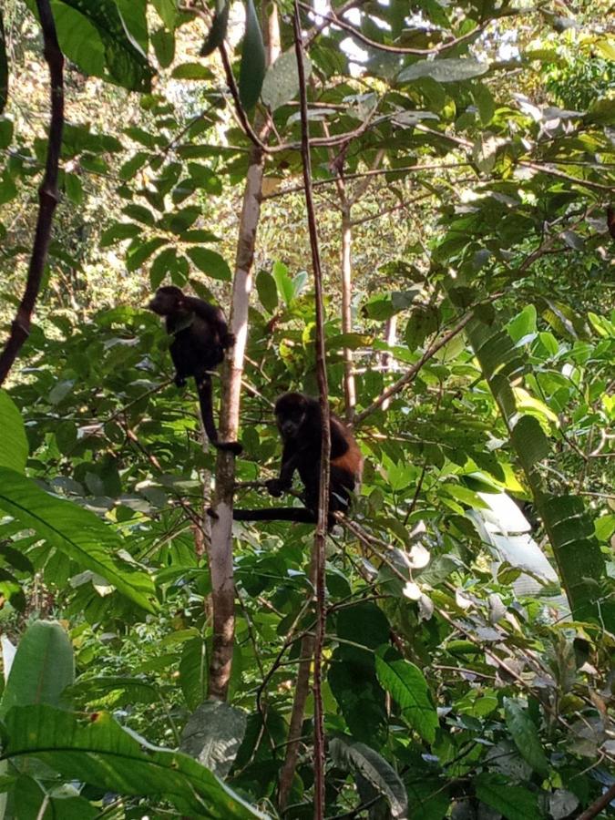 Jungle Paunch Villa Bocas Town Dış mekan fotoğraf