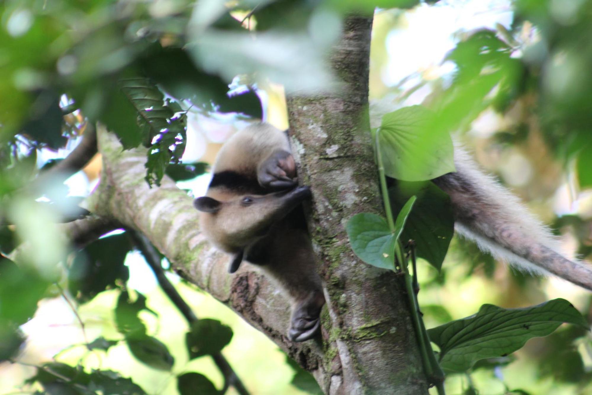 Jungle Paunch Villa Bocas Town Dış mekan fotoğraf