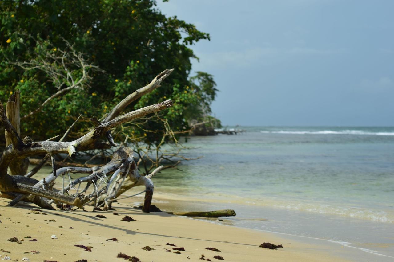 Jungle Paunch Villa Bocas Town Dış mekan fotoğraf